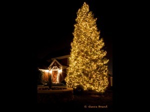 A 30' Christmas tree decorated with mini lights.