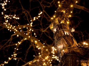 Wrapping branches of a tree with Christmas lights.