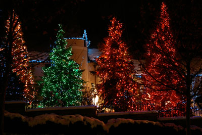 Large Pine Trees Decorated With Christmas Lights