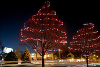 Christmas Lights Wrapped Around a Deciduous Tree