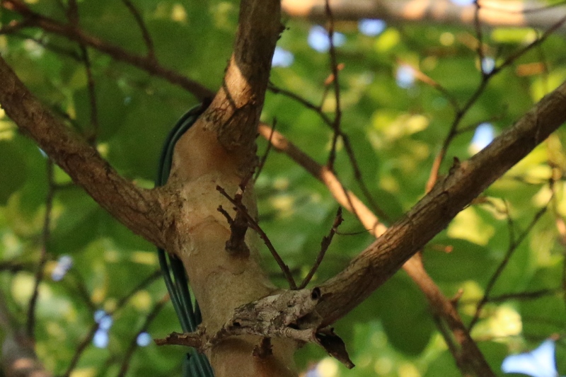 Male at Bottom of Trunk