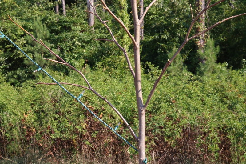 First Branch