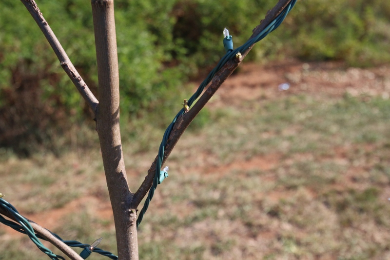 Hooking Branch