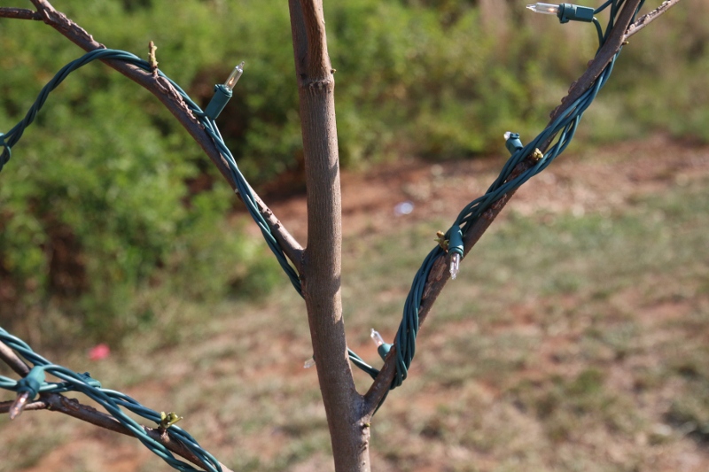 More Branches