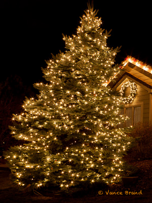 Outdoor Christmas tree
