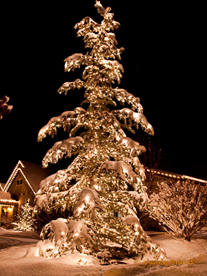 Christmas tree in snow